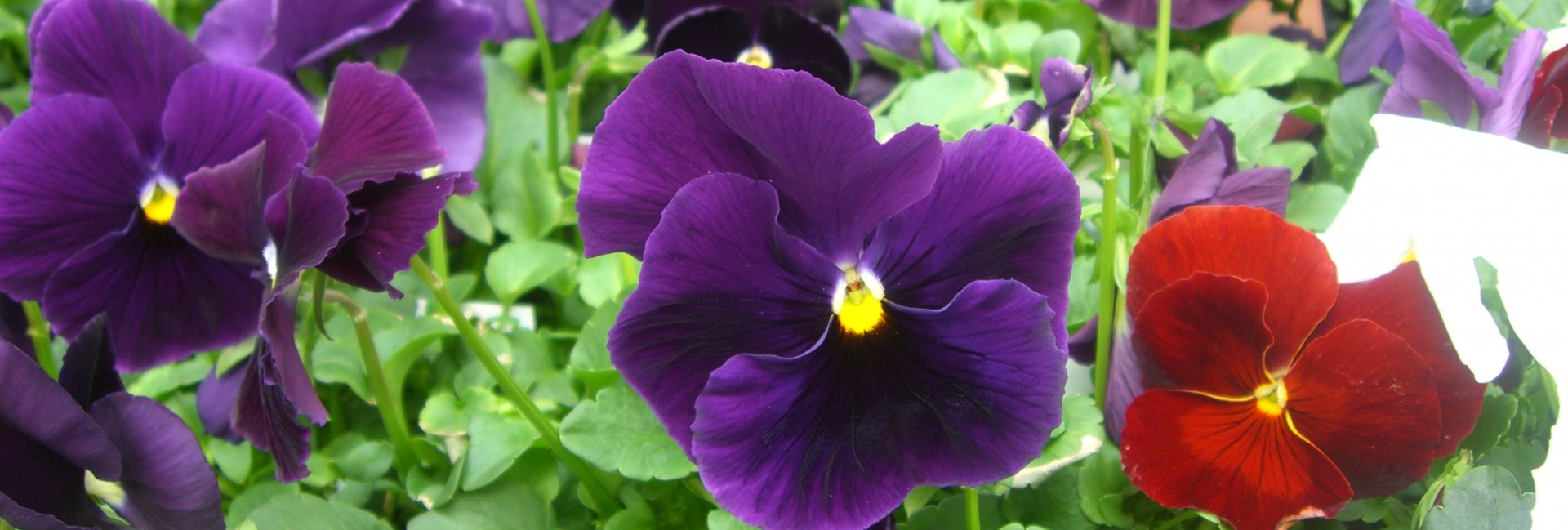 pansy
